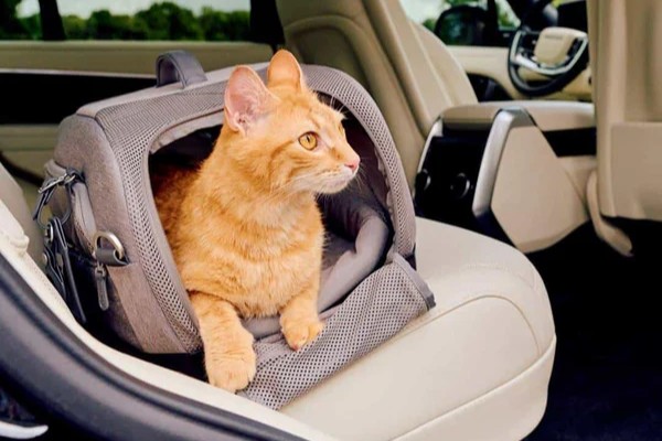 TAVO Pets product photography