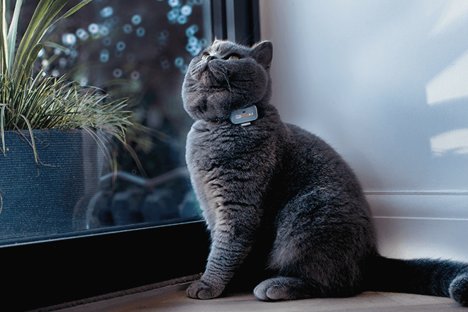 Pawfit product photography