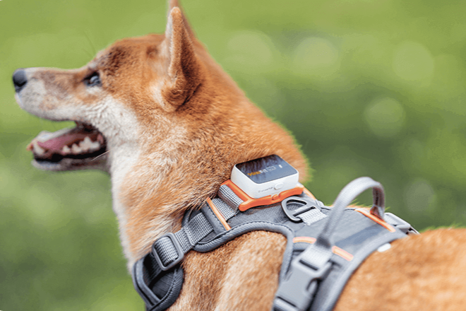 Pawfit product photography