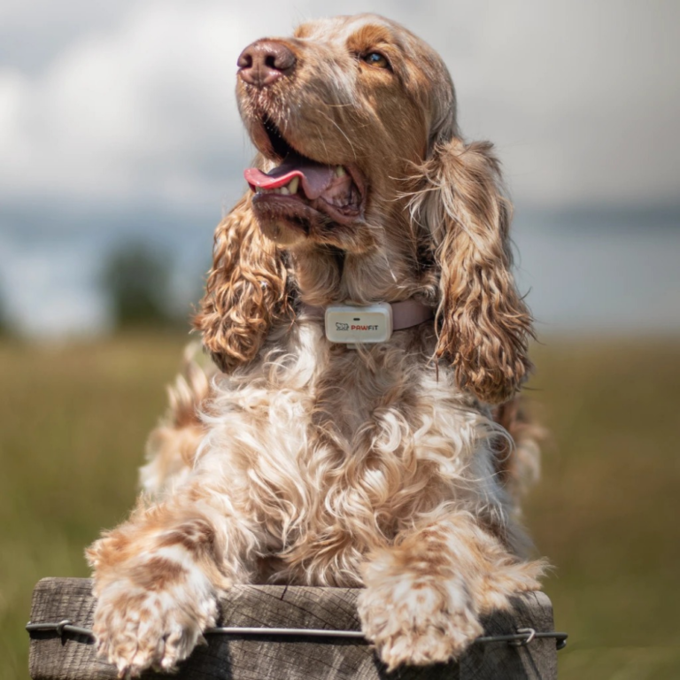 Pawfit
