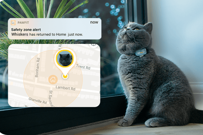 Pawfit product photography